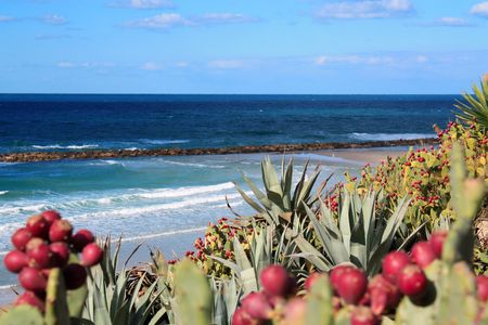 Red and green Cuctus on the coast, Israelの写真素材