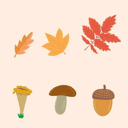 autumn set of leaves, mushrooms and acornのイラスト素材