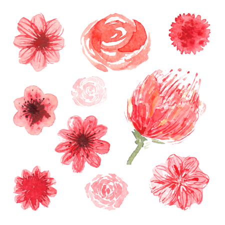 Watercolor floral illustration isolated on whiteのイラスト素材