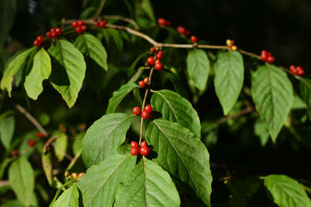 green plants in summer forestの写真素材