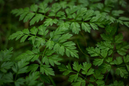 green plants in summer forestの写真素材
