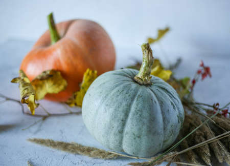 white pumpkin on white backgroundの写真素材