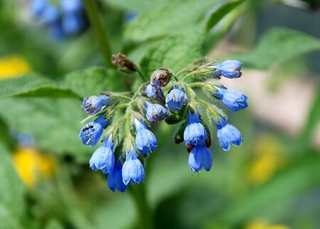 Wild harebellsの写真素材