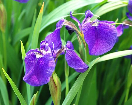 Irises