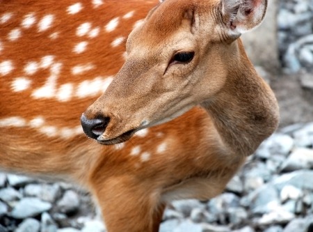 Dappled deerの写真素材