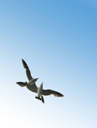 Couple - soaring seagullsの写真素材