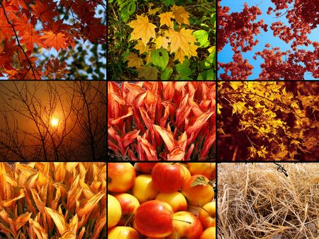 Autumnal collage