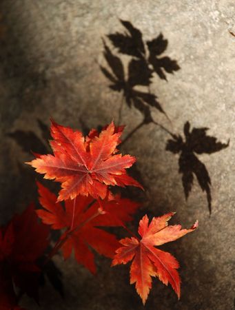 Autumnal ornamentの写真素材