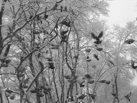 Winter scene, doves       の写真素材