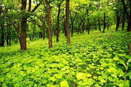 Young forestの写真素材