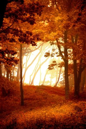 Autumnal forest frame, natural window