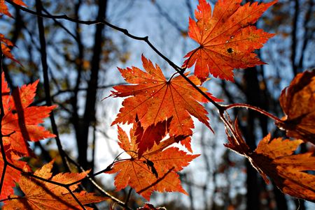 Red maples