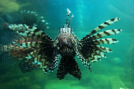 Tropical fish, sea life