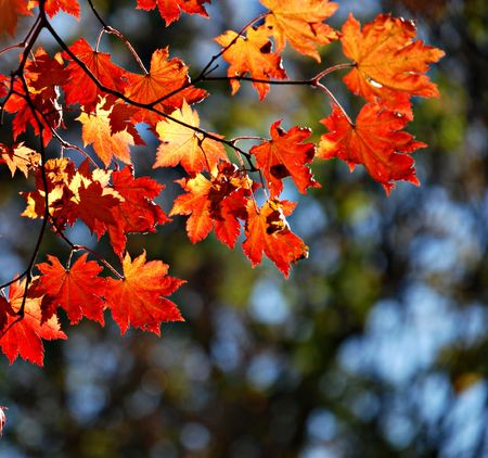 Autumnal maple, background