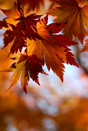 Autumnal maple