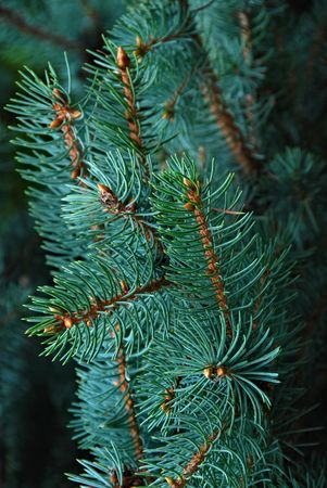 Blue fir-tree