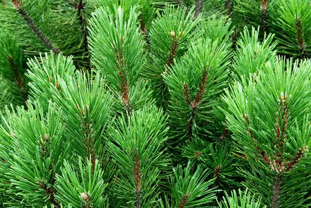 Young pine-tree, cedar, needles