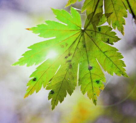 Green leaf of maple