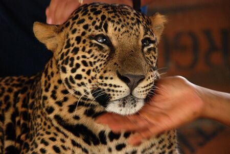 Leopard, Bali safariの写真素材