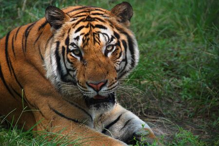 Tiger, Bali safariの写真素材