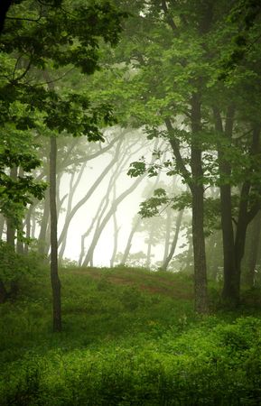 Natural window, forest frameの写真素材