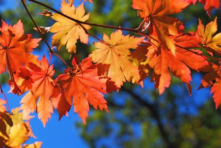 Autumnal foliage, colorful maple