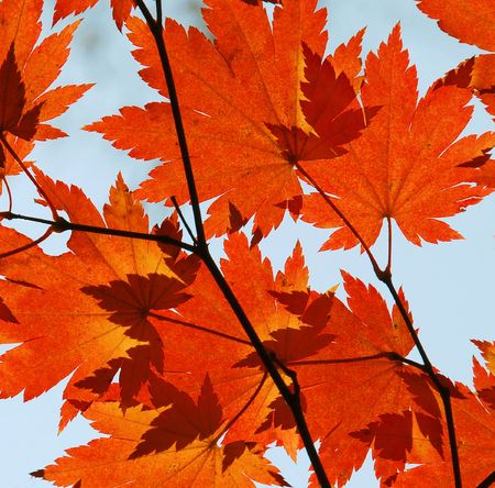 Autumn, red maple leaves