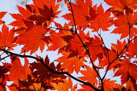 Autumn, red maple foliage
