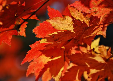 Autumn, bright maplesの写真素材