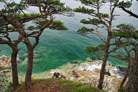 Far Eastern Maritime preserve, Primorye, Russia, korean pine-trees  の写真素材