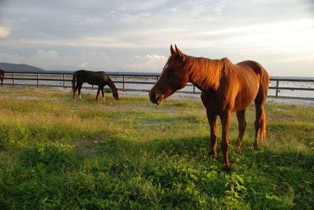 Horses on pastureの写真素材