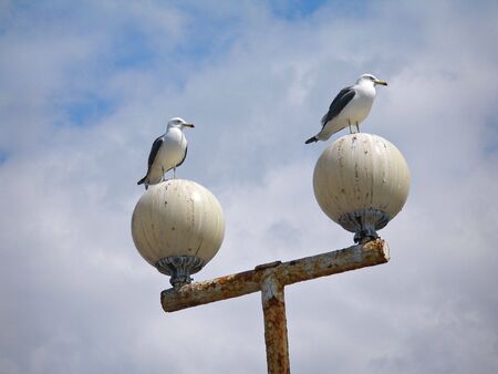 Seagulls      の写真素材