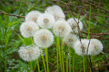 Dry dandelions
