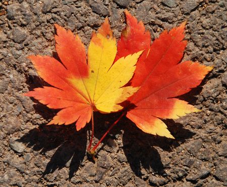 Autumn, red and yellow maple leaves on groundの写真素材
