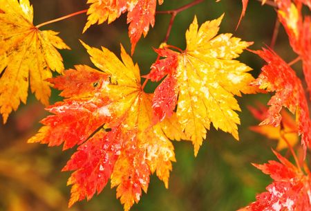 Autumnal maple leaves in blurred background