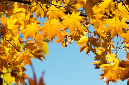 Yellow maples, natural autumnal frameの写真素材