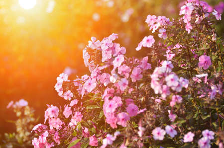Beautiful flowers and sunraysの写真素材