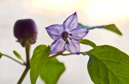 decorative indoor pepper flower, floral, flowering pepperの写真素材