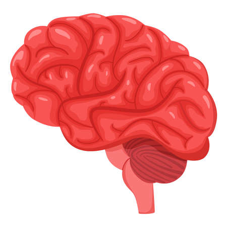 Human brain Vector illustration white isolated backgroundのイラスト素材