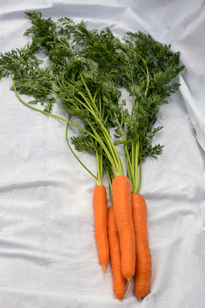 Photo of fresh crop of clean carrots with tops lies on a white tablecloth. Summertime. Farmer. Household. Harvest time.の写真素材