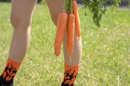 Style photo of a fresh crop of clean sweet large carrots with the tops in the hand of a young girl...