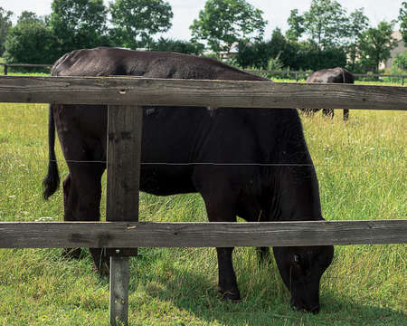 A black cow with expressive eyes in a field is eating grass behind a wooden fence. Farm. Summer time, livestock.の写真素材