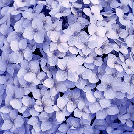 lots of Small little blue ans violet flowers, pattern Card or print. Fresh petals in summer. Close...