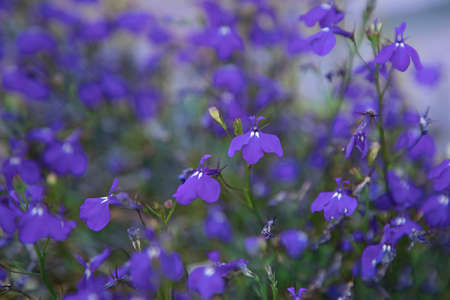 Abstract of blue and purple petals of flowers. Macro photo.の写真素材