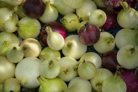 Harvest of white and purple onions collected from beds and prepared for storage for the winter. The view from the top. the village concept, eco-friendly product vegetarian vegan, healthy lifestyleの写真素材