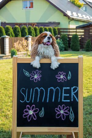 fun and beautiful cavalier king charles spaniel dog sitting on a blackboard with the words summer in colored crayons. Children's game. Best friendの写真素材