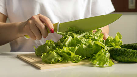 Hands of young woman with a red manicure with a green knife, cutting juicy green lettuce leaves in...