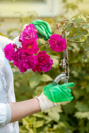 Hands of a person with garden shears or pruners in gloves in the garden tend to bushes of flowering roses. Gardening, summer time. Floriculture as a hobby.の写真素材