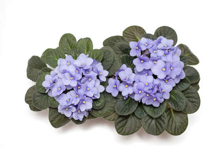 Two blooming of the delicate colore viola, the violet color of the lilac in a pot. Flat lay. Isolated on a white background. Close-up photo. Copy space. Top viewの写真素材