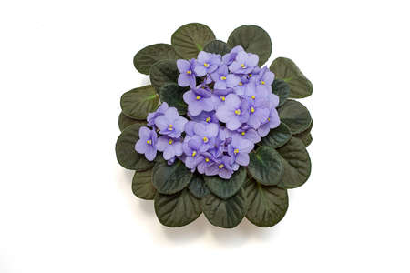 The blooming of the delicate viola, the violet color of the lilac in the pot. Flat lay. Isolated on a white background. Close-up photo. Copy space. Top viewの写真素材